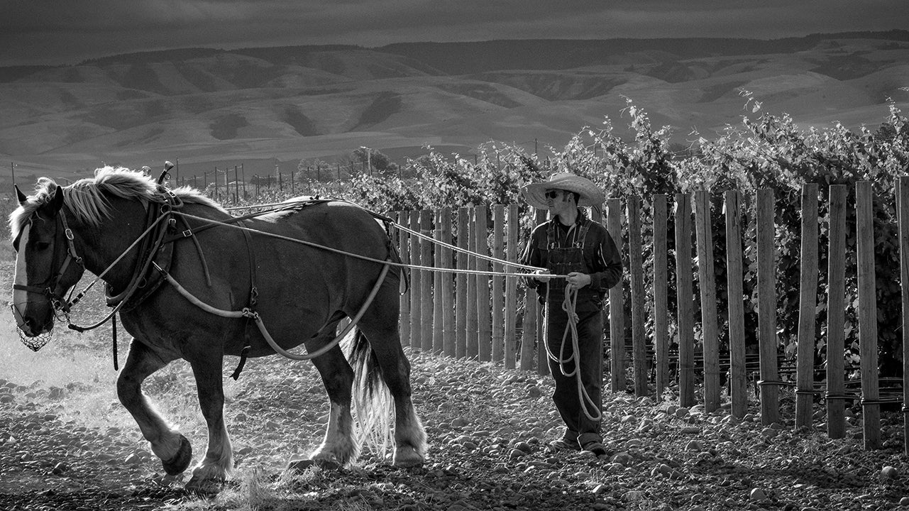 THE BARON OF ALLOCATED SYRAH: Cayuse & Horsepower