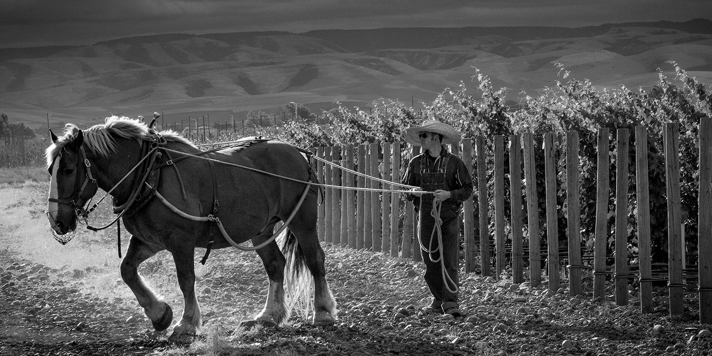 THE BARON OF ALLOCATED SYRAH: Cayuse & Horsepower