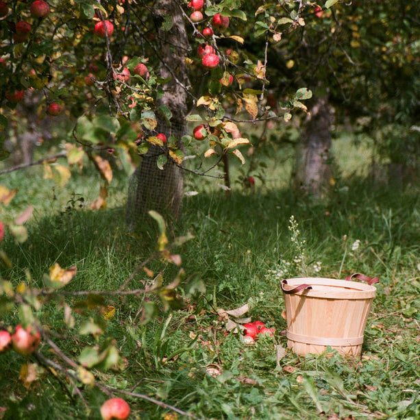 apple cider vineyard harvest