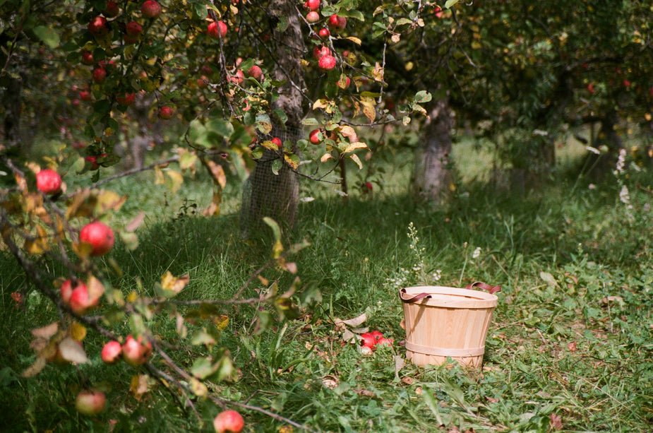 apple cider vineyard harvest